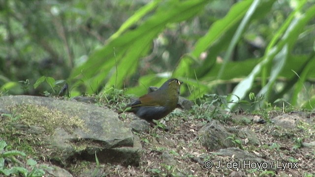 Steere's Liocichla - ML201345601