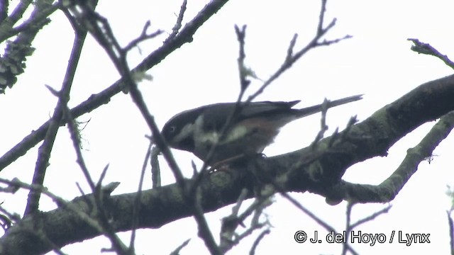 Black-throated Tit (Black-throated) - ML201345631