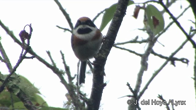 Black-throated Tit (Black-throated) - ML201345641