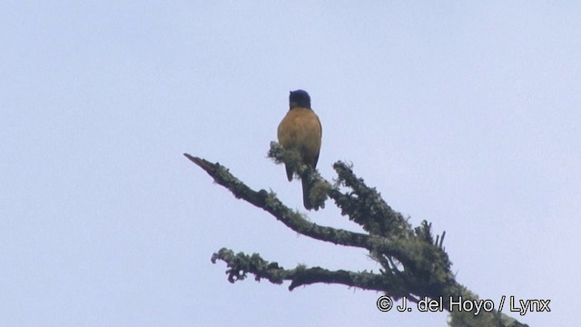 Taiwanblauschnäpper - ML201345681