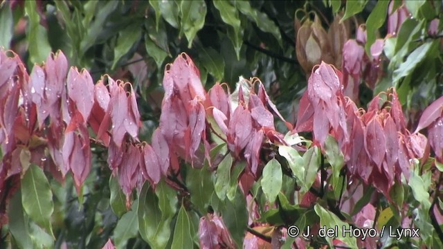 Taiwan Yuhina - ML201345691