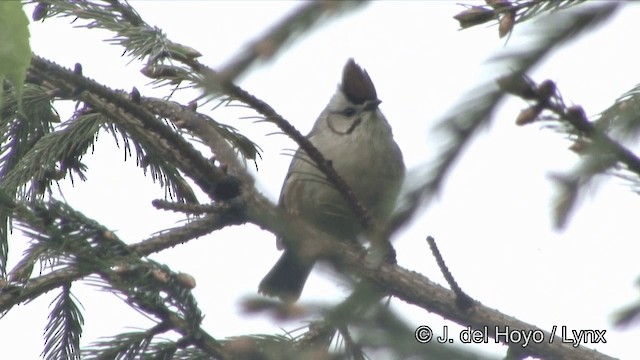 Yuhina de Formosa - ML201345701