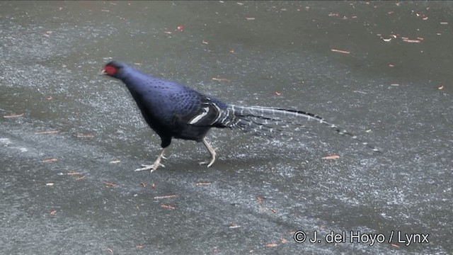 Mikado Pheasant - ML201345801