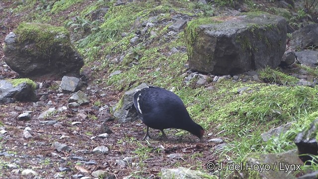 Mikado Pheasant - ML201345821