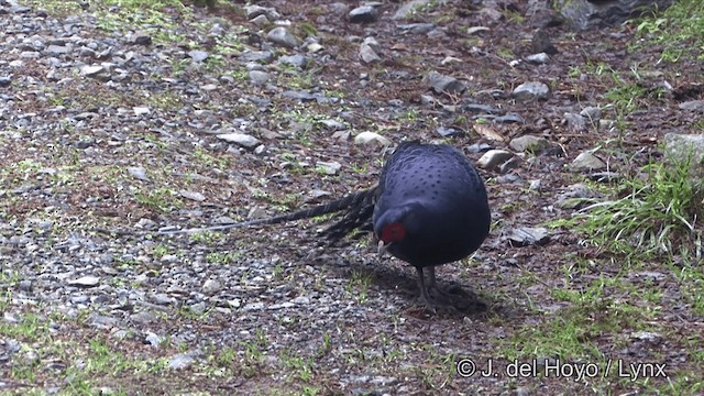 Mikado Pheasant - ML201345831