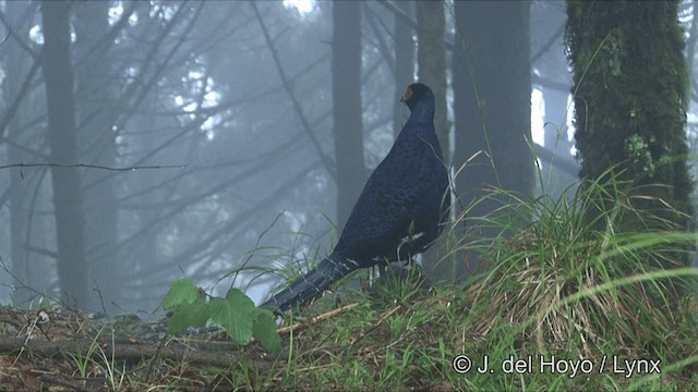 Mikado Pheasant - ML201345841