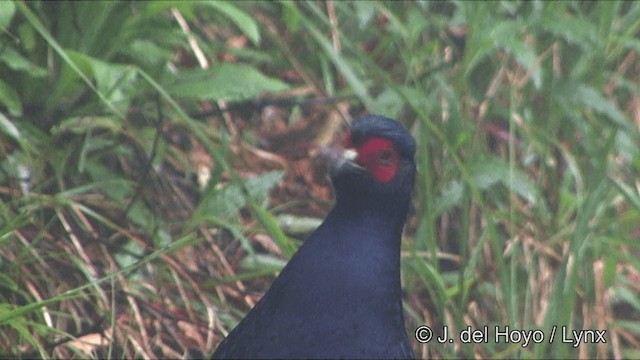 Mikado Pheasant - ML201345851