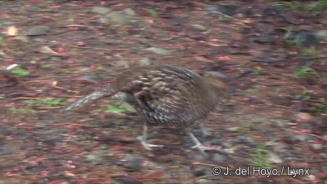 Mikado Pheasant - ML201345861