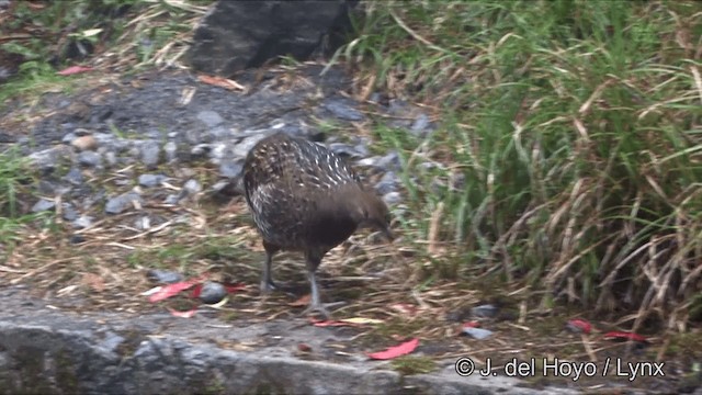 Mikado Pheasant - ML201345871