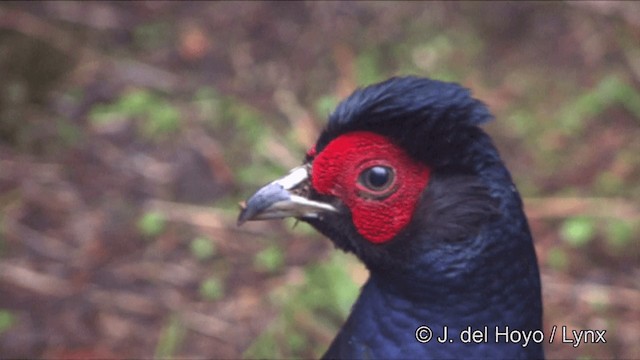 Mikado Pheasant - ML201345881