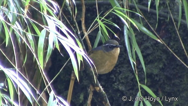 White-browed Bush-Robin - ML201345891