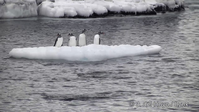 tučňák oslí - ML201346001