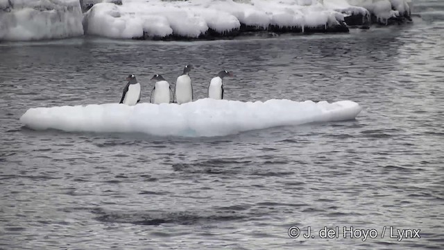 Gentoo Penguin - ML201346001