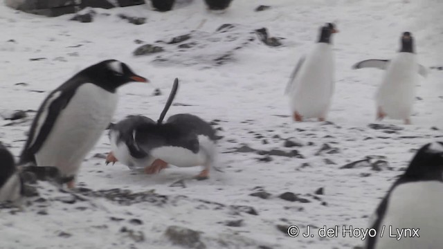 Gentoo Penguin - ML201346011