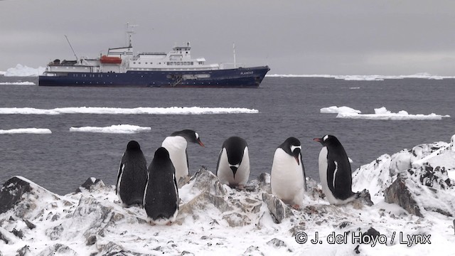 tučňák oslí - ML201346031