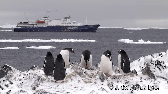 Gentoo Penguin - ML201346031