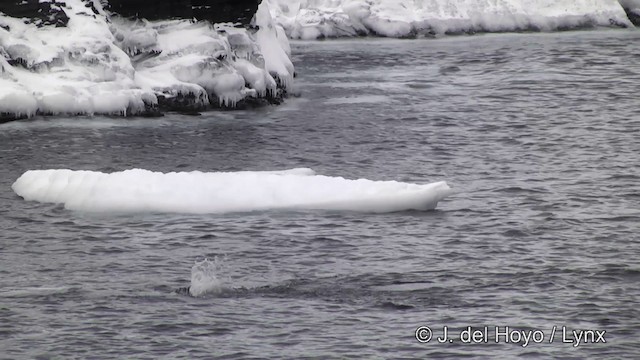 Gentoo Penguin - ML201346041