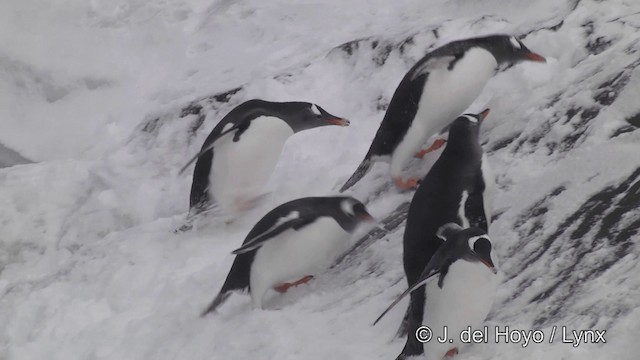 tučňák oslí - ML201346061