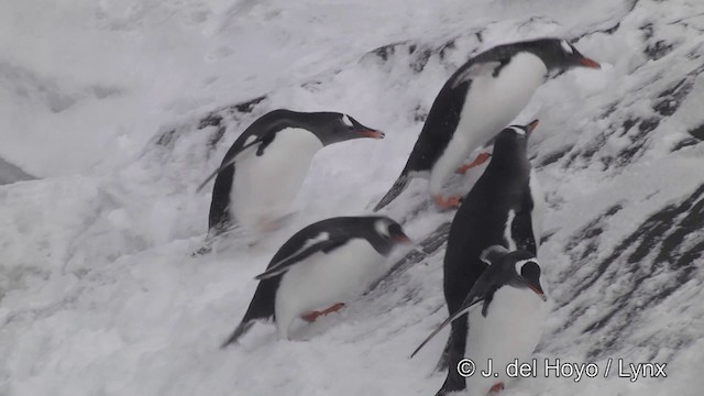 Gentoo Penguin - ML201346061