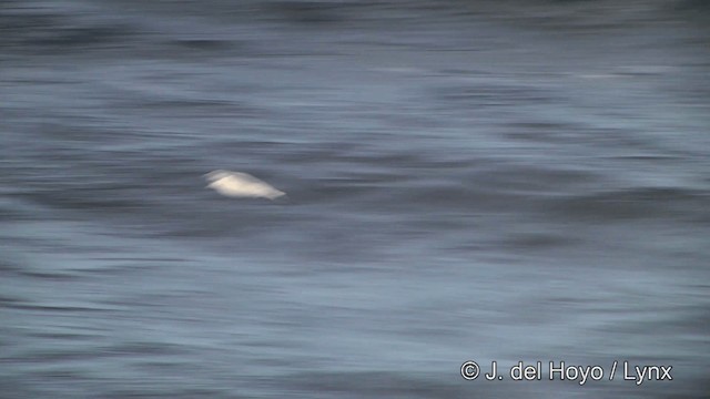 Southern Fulmar - ML201346111