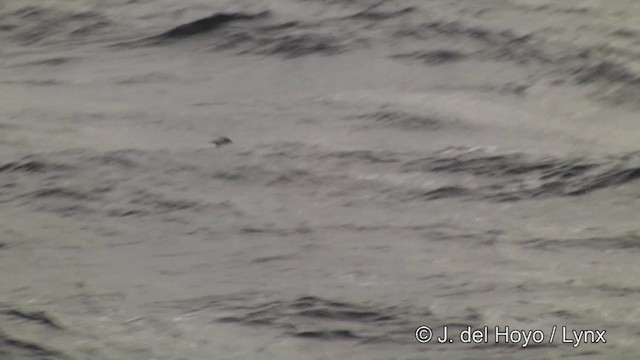 Petrel urdina - ML201346121