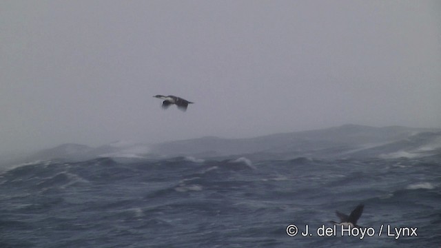 Cormorán Antártico - ML201346151