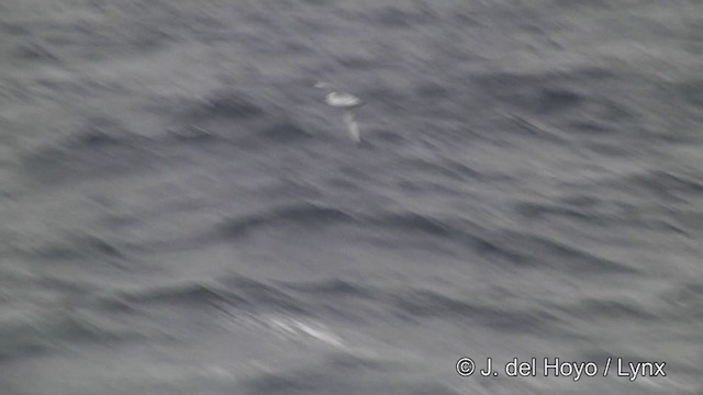 Fulmar argenté - ML201346191