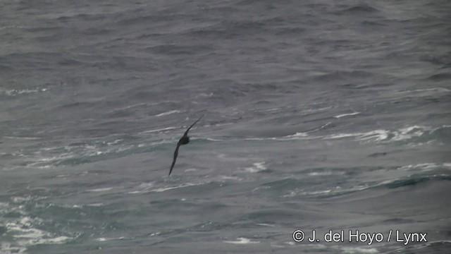 White-chinned Petrel - ML201346241