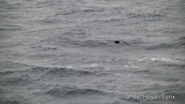 White-chinned Petrel - ML201346291