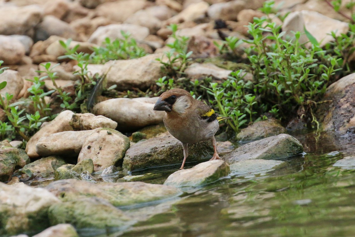 Arabian Grosbeak - Tommy Pedersen