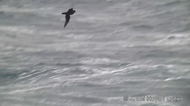 White-chinned Petrel - ML201346331