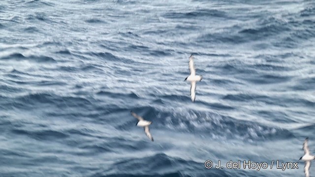 Cape Petrel - ML201346341