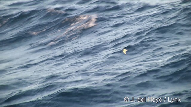 Antarctic Prion - ML201346361