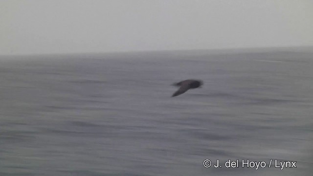 White-chinned Petrel - ML201346401