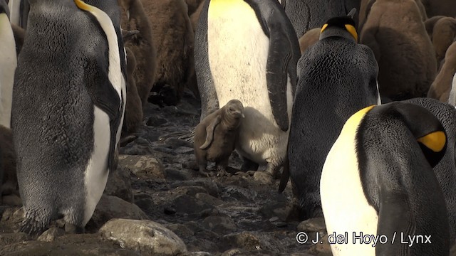 tučňák patagonský - ML201346421