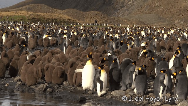 オウサマペンギン - ML201346431
