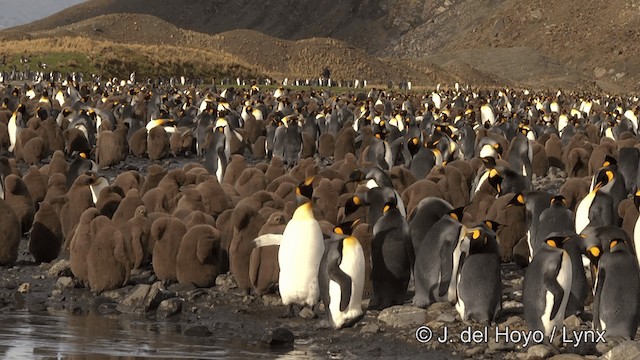 King Penguin - ML201346431