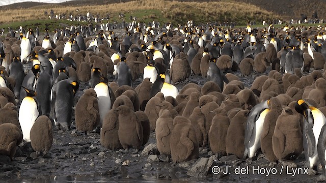 Королевский пингвин - ML201346451