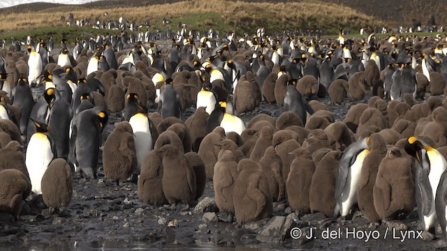 King Penguin - ML201346451