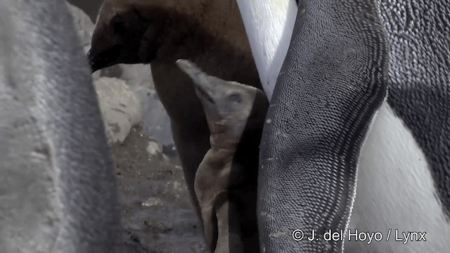 tučňák patagonský - ML201346461