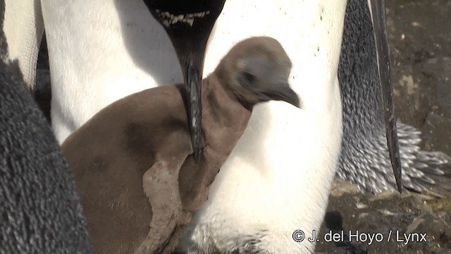 Pingüino Rey - ML201346471