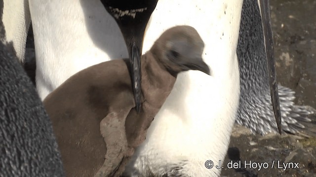 King Penguin - ML201346471