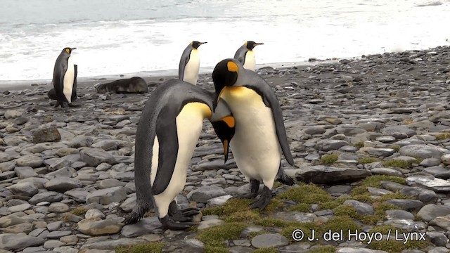Pingüino Rey - ML201346501