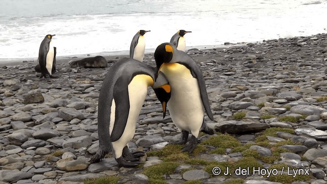 King Penguin - ML201346501