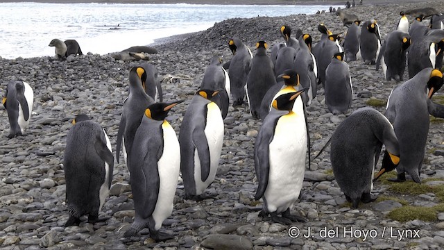 tučňák patagonský - ML201346511