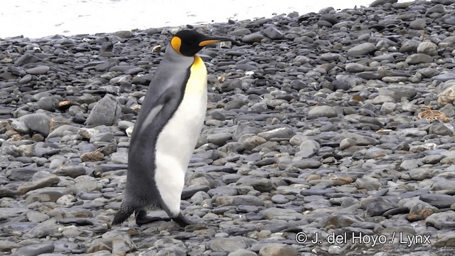 tučňák patagonský - ML201346521