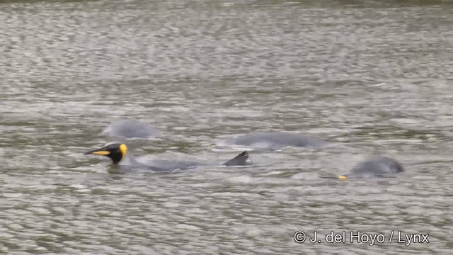 King Penguin - ML201346531