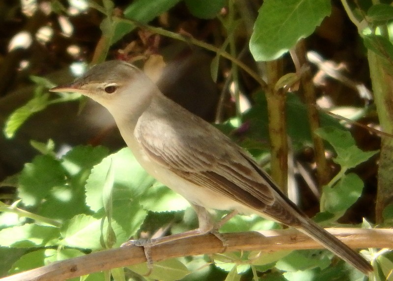 Upcher's Warbler - ML20134671