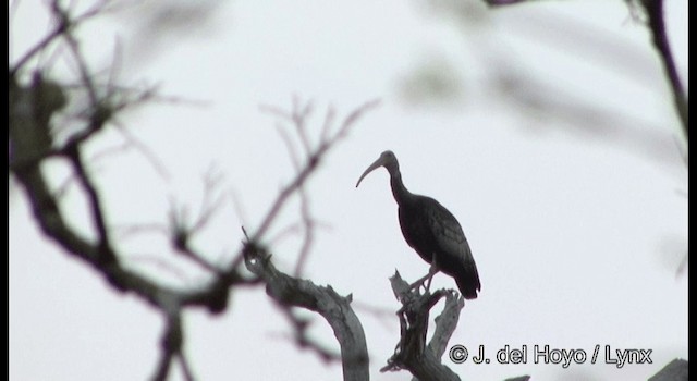 Riesenibis - ML201346721