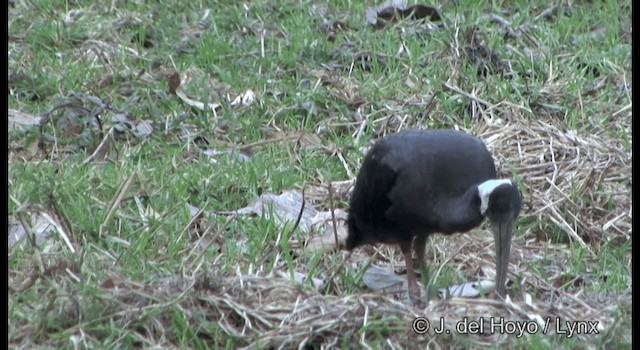 blånakkeibis - ML201346731